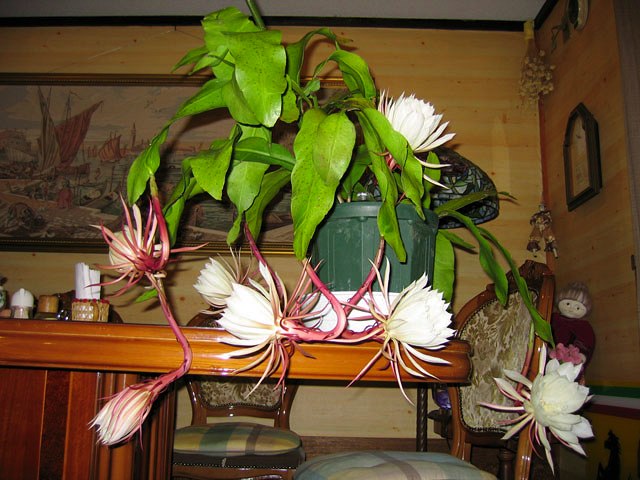 �������l